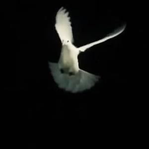 Meet your Posher, Paloma